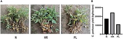 Peanut Rotation and Flooding Induce Rhizobacteriome Variation With Opposing Influences on the Growth and Medicinal Yield of Corydalis yanhusuo